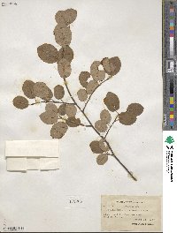 Amelanchier arborea image