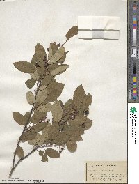 Amelanchier arborea image