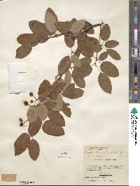 Amelanchier arborea image