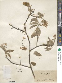 Amelanchier arborea image