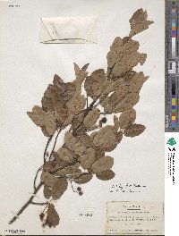 Amelanchier arborea image