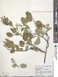 Amelanchier laevis image