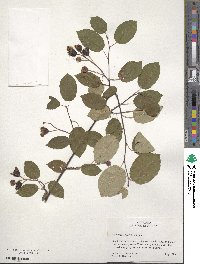 Amelanchier laevis image