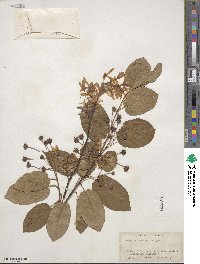 Amelanchier laevis image