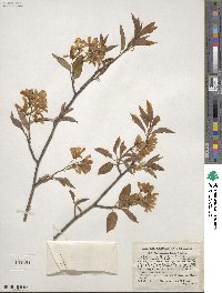 Amelanchier laevis image