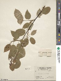 Amelanchier laevis image