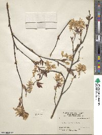 Amelanchier laevis image