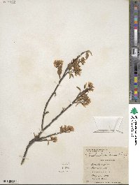 Amelanchier laevis image