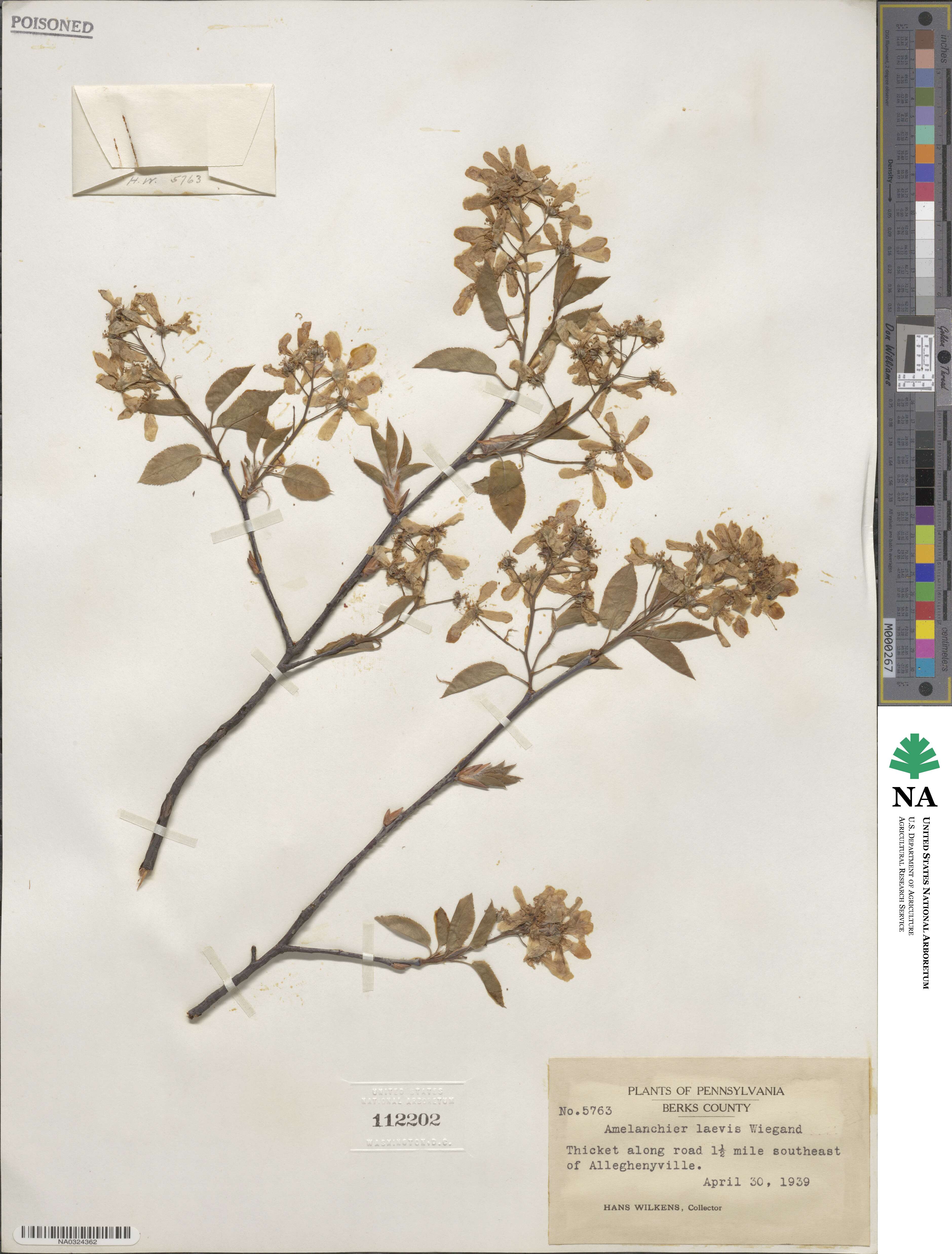 Amelanchier laevis image