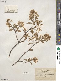 Amelanchier laevis image