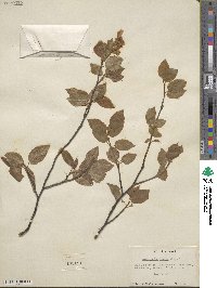 Amelanchier laevis image