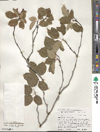 Amelanchier laevis image