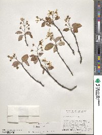 Amelanchier laevis image