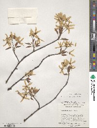 Amelanchier laevis image