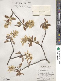 Amelanchier laevis image