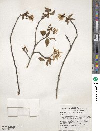 Amelanchier laevis image