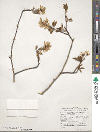 Amelanchier laevis image