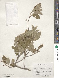 Amelanchier laevis image