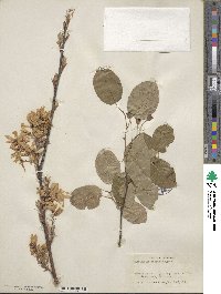 Amelanchier laevis image