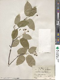 Amelanchier laevis image