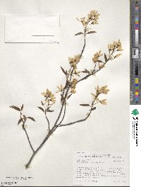 Amelanchier laevis image