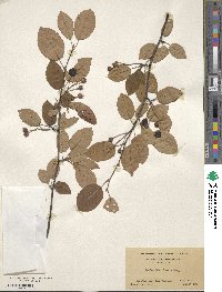 Amelanchier laevis image