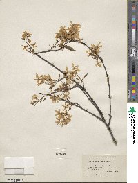 Amelanchier laevis image