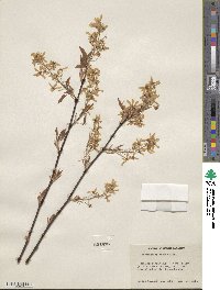 Amelanchier laevis image