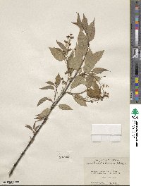 Amelanchier laevis image