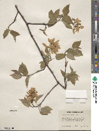 Amelanchier laevis image