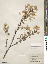 Amelanchier laevis image