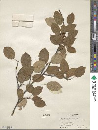 Amelanchier laevis image