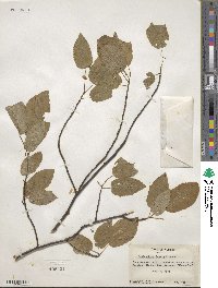 Amelanchier laevis image