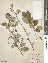 Amelanchier laevis image