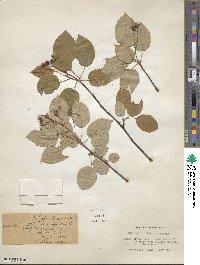 Amelanchier laevis image