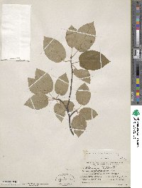 Amelanchier laevis image