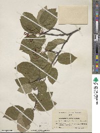 Amelanchier laevis image