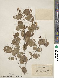 Amelanchier laevis image