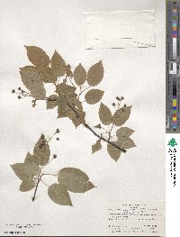 Amelanchier laevis image