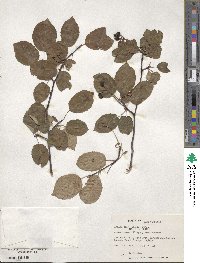 Amelanchier laevis image