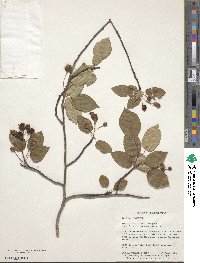 Amelanchier laevis image