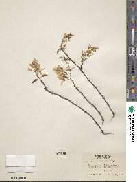 Amelanchier laevis image