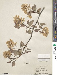 Amelanchier laevis image