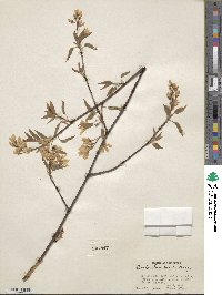 Amelanchier laevis image