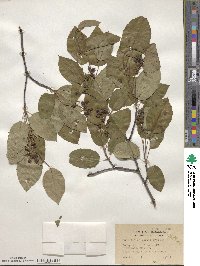 Amelanchier laevis image