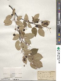 Amelanchier laevis image