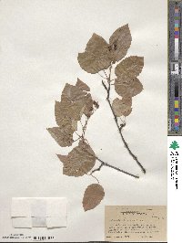 Amelanchier laevis image