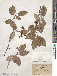 Amelanchier laevis image