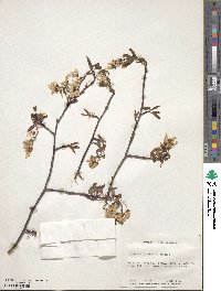 Amelanchier laevis image