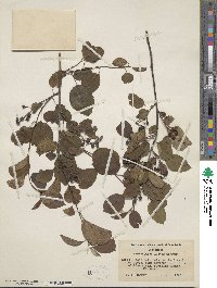 Amelanchier laevis image